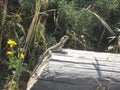 Little lizard on a log. Royalty Free Stock Photo